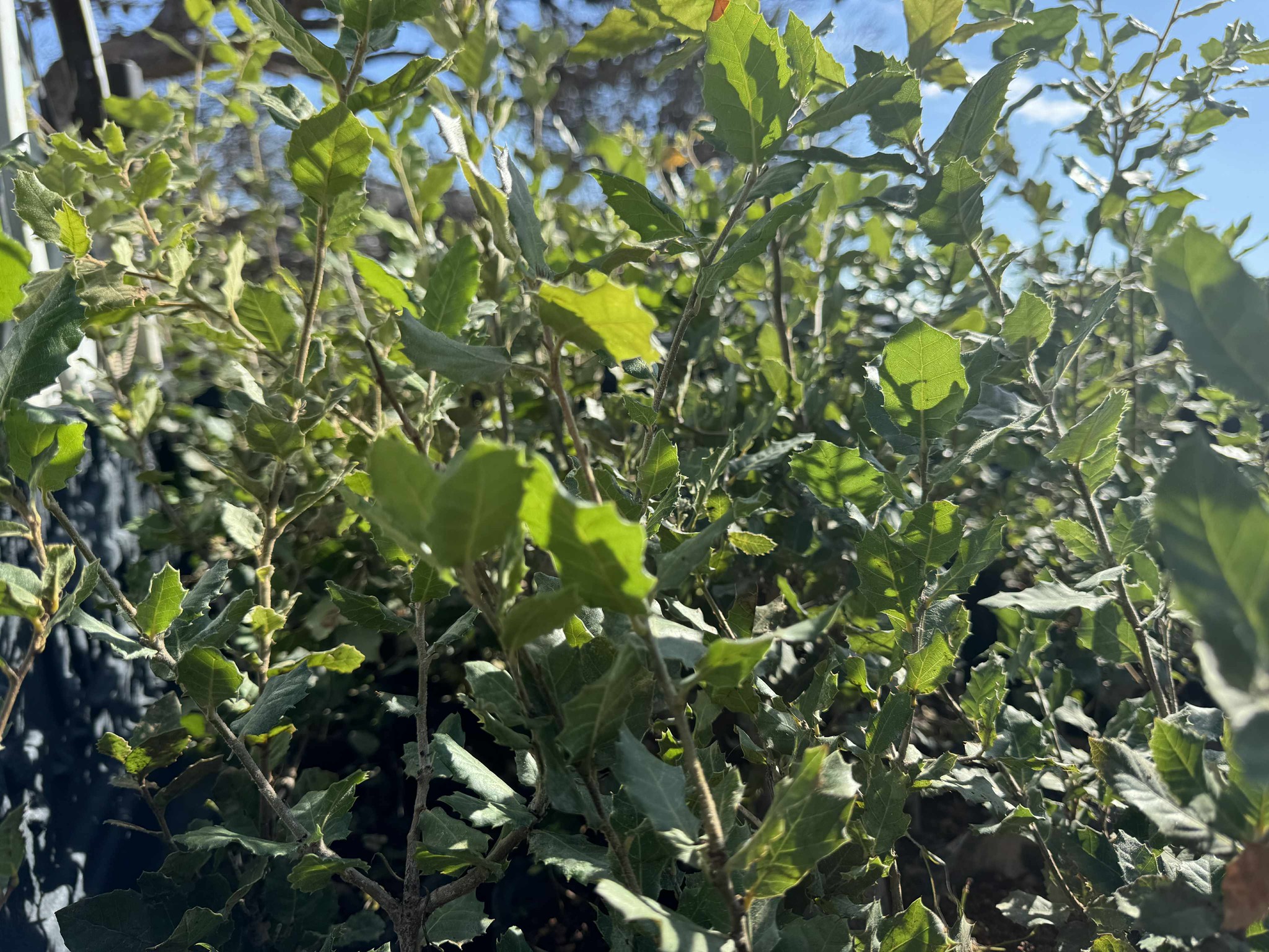 571426866 1155692616668367 4767860632359554191 n 1