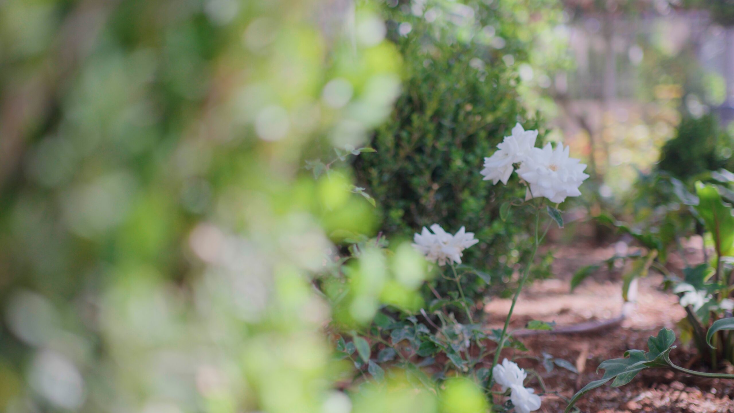 Still 2025 05 25 225022 2.6.1